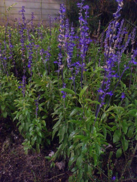 金都餐廳：[南投][美食]金都餐廳~總統級的道地美食饗宴