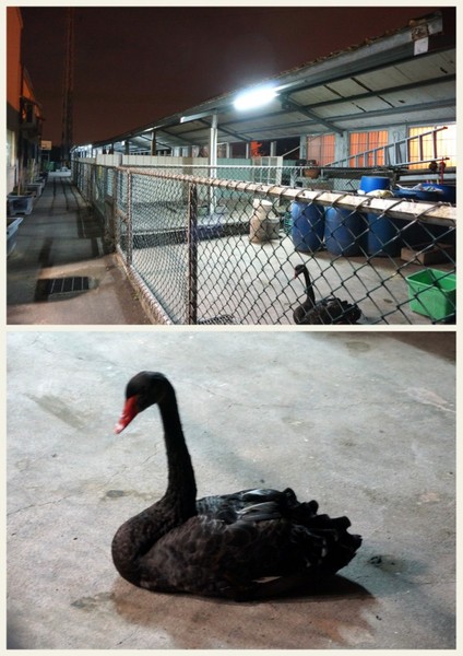 台灣番鴨牧場(大江店):海派豐盛之冬令進補爆好吃薑母鴨【台灣番鴨牧場/中壢大江店】