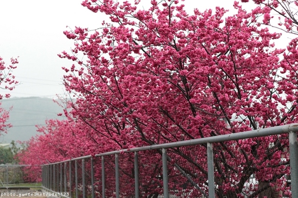 泰安派出所:賞櫻in泰安派出所✪櫻花盛開,好美唷❤~103.02.07