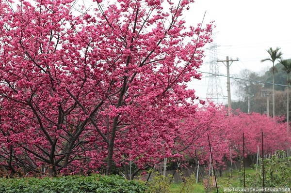 泰安派出所:賞櫻in泰安派出所✪櫻花盛開,好美唷❤~103.02.07