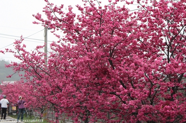 泰安派出所:賞櫻in泰安派出所✪櫻花盛開,好美唷❤~103.02.07