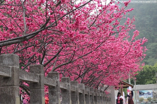 泰安派出所:賞櫻in泰安派出所✪櫻花盛開,好美唷❤~103.02.07