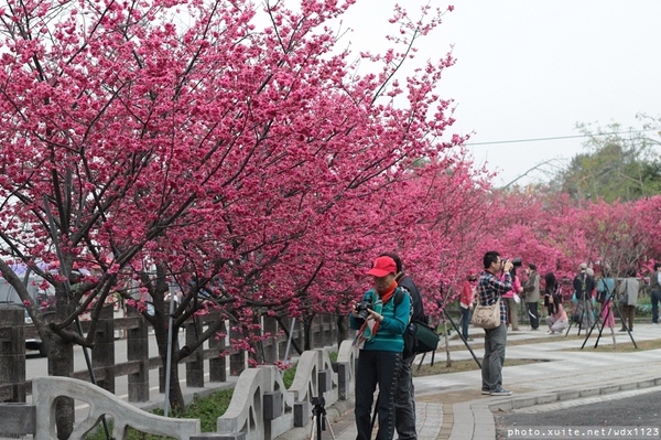 泰安派出所:賞櫻in泰安派出所✪櫻花盛開,好美唷❤~103.02.07