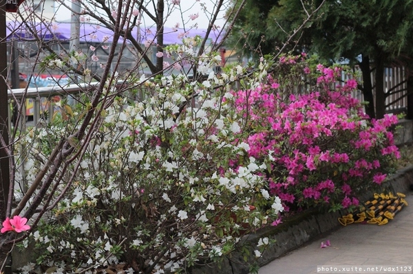 泰安派出所:賞櫻in泰安派出所✪櫻花盛開,好美唷❤~103.02.07