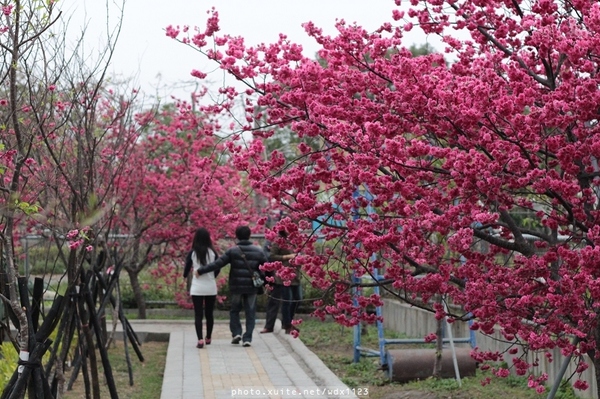 泰安派出所:賞櫻in泰安派出所✪櫻花盛開,好美唷❤~103.02.07