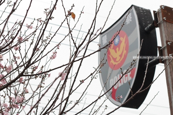 泰安派出所:賞櫻in泰安派出所✪櫻花盛開,好美唷❤~103.02.07