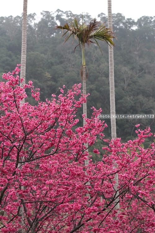 泰安派出所:賞櫻in泰安派出所✪櫻花盛開,好美唷❤~103.02.07