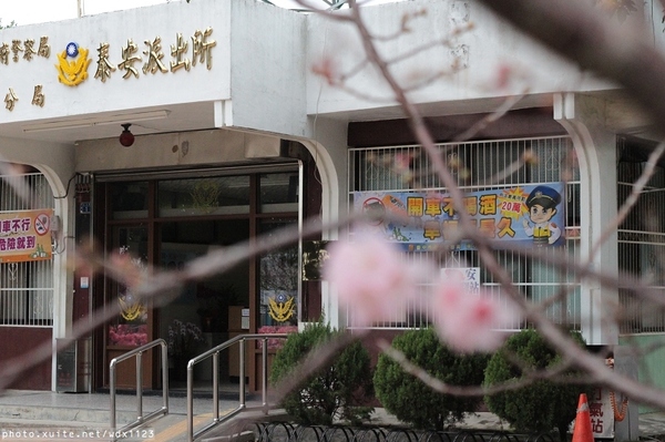 泰安派出所:賞櫻in泰安派出所✪櫻花盛開,好美唷❤~103.02.07