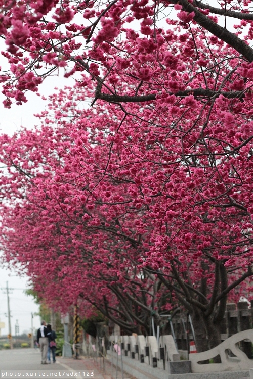 泰安派出所:賞櫻in泰安派出所✪櫻花盛開,好美唷❤~103.02.07