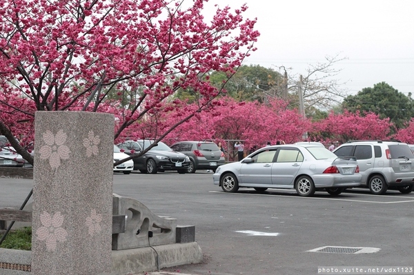 泰安派出所:賞櫻in泰安派出所✪櫻花盛開,好美唷❤~103.02.07