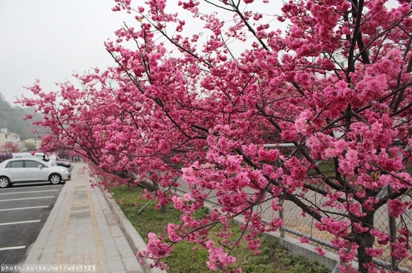 泰安派出所:賞櫻in泰安派出所✪櫻花盛開,好美唷❤~103.02.07