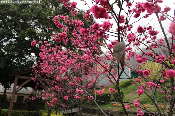 泰安派出所:賞櫻in泰安派出所✪櫻花盛開,好美唷❤~103.02.07