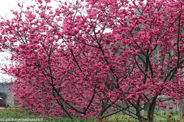 泰安派出所:賞櫻in泰安派出所✪櫻花盛開,好美唷❤~103.02.07