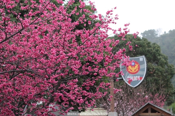 泰安派出所:賞櫻in泰安派出所✪櫻花盛開,好美唷❤~103.02.07