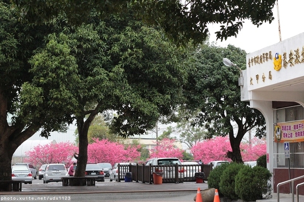 泰安派出所:賞櫻in泰安派出所✪櫻花盛開,好美唷❤~103.02.07