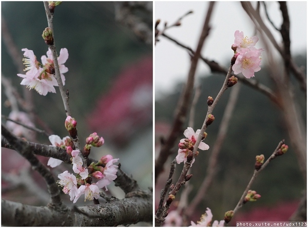 泰安派出所:賞櫻in泰安派出所✪櫻花盛開,好美唷❤~103.02.07