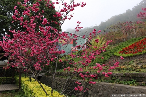 泰安派出所:賞櫻in泰安派出所✪櫻花盛開,好美唷❤~103.02.07