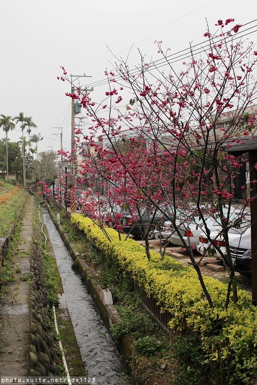 泰安派出所:賞櫻in泰安派出所✪櫻花盛開,好美唷❤~103.02.07