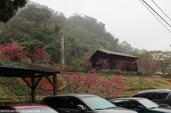 泰安派出所:賞櫻in泰安派出所✪櫻花盛開,好美唷❤~103.02.07