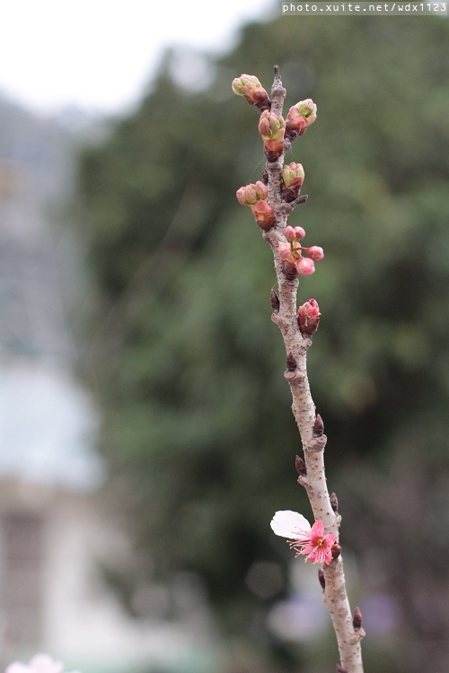 泰安派出所:賞櫻in泰安派出所✪櫻花盛開,好美唷❤~103.02.07