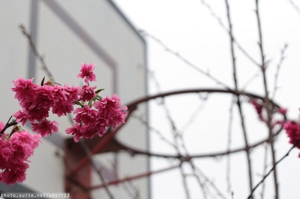 泰安派出所:賞櫻in泰安派出所✪櫻花盛開,好美唷❤~103.02.07