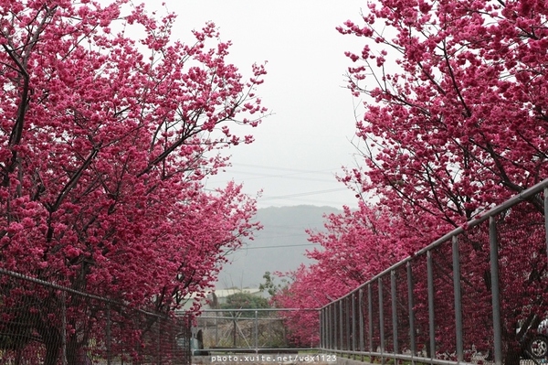 泰安派出所:賞櫻in泰安派出所✪櫻花盛開,好美唷❤~103.02.07