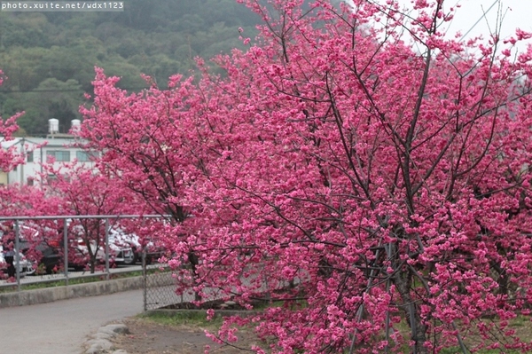泰安派出所:賞櫻in泰安派出所✪櫻花盛開,好美唷❤~103.02.07