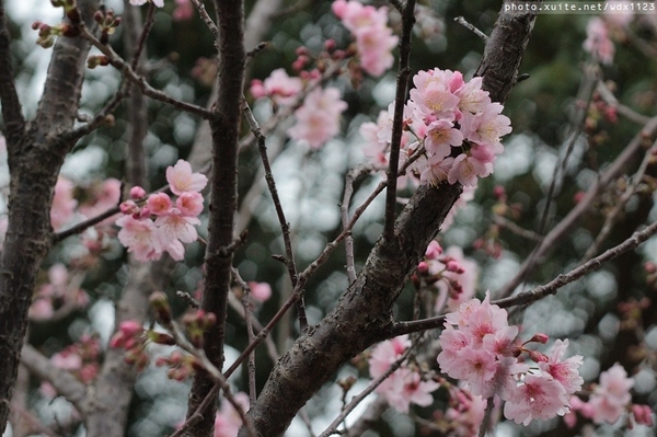 泰安派出所:賞櫻in泰安派出所✪櫻花盛開,好美唷❤~103.02.07