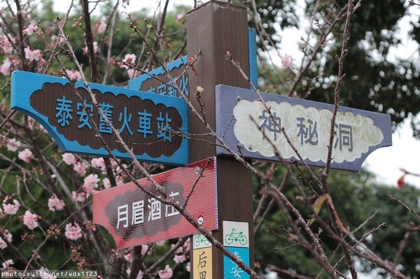 泰安派出所:賞櫻in泰安派出所✪櫻花盛開,好美唷❤~103.02.07