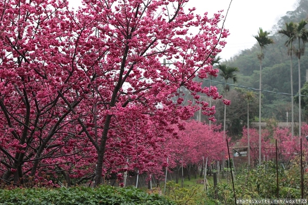 泰安派出所:賞櫻in泰安派出所✪櫻花盛開,好美唷❤~103.02.07