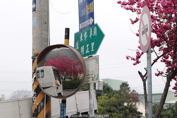 泰安派出所:賞櫻in泰安派出所✪櫻花盛開,好美唷❤~103.02.07