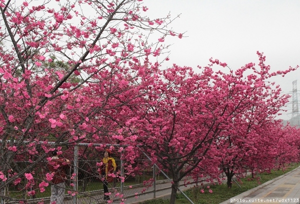 泰安派出所:賞櫻in泰安派出所✪櫻花盛開,好美唷❤~103.02.07