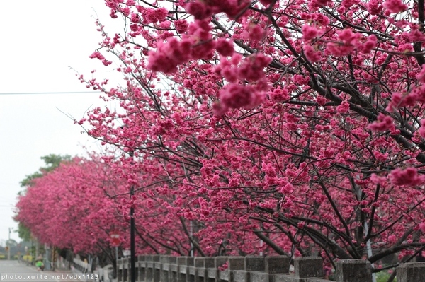 泰安派出所:賞櫻in泰安派出所✪櫻花盛開,好美唷❤~103.02.07
