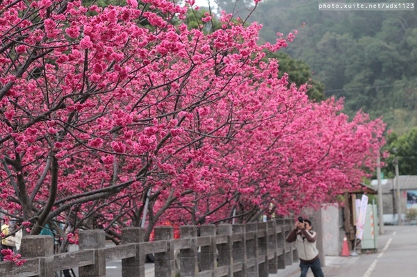 泰安派出所:賞櫻in泰安派出所✪櫻花盛開,好美唷❤~103.02.07