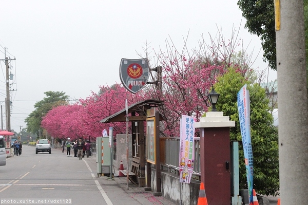 泰安派出所:賞櫻in泰安派出所✪櫻花盛開,好美唷❤~103.02.07