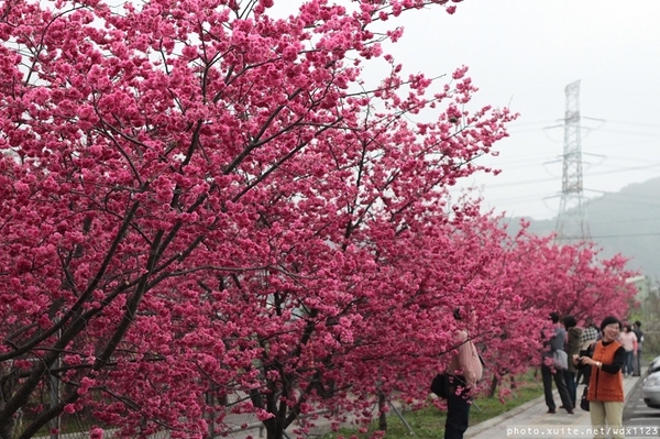 泰安派出所:賞櫻in泰安派出所✪櫻花盛開,好美唷❤~103.02.07