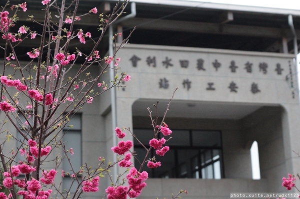 泰安派出所:賞櫻in泰安派出所✪櫻花盛開,好美唷❤~103.02.07