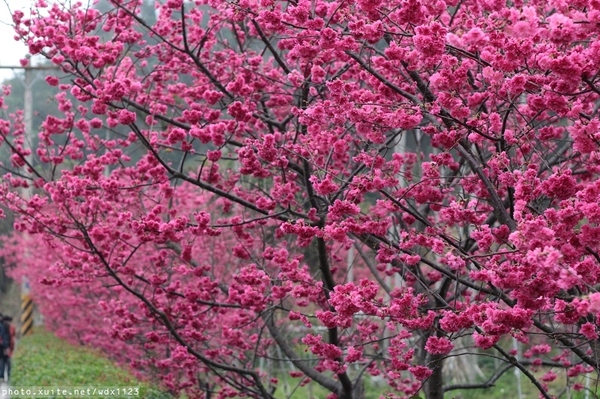 泰安派出所:賞櫻in泰安派出所✪櫻花盛開,好美唷❤~103.02.07