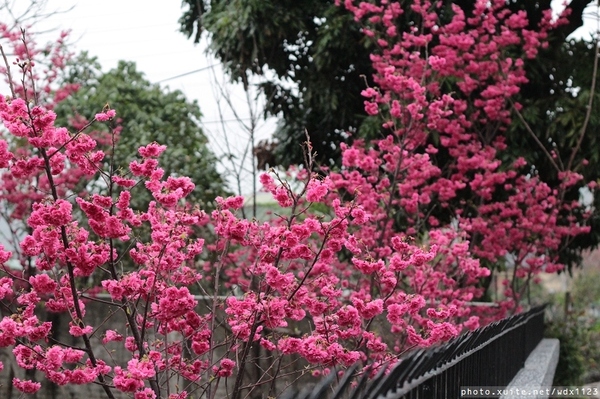 泰安派出所:賞櫻in泰安派出所✪櫻花盛開,好美唷❤~103.02.07