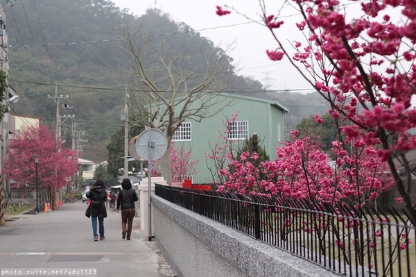 泰安派出所:賞櫻in泰安派出所✪櫻花盛開,好美唷❤~103.02.07