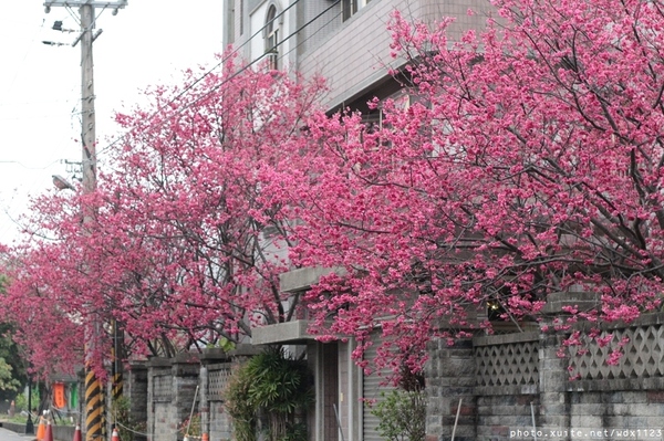 泰安派出所:賞櫻in泰安派出所✪櫻花盛開,好美唷❤~103.02.07