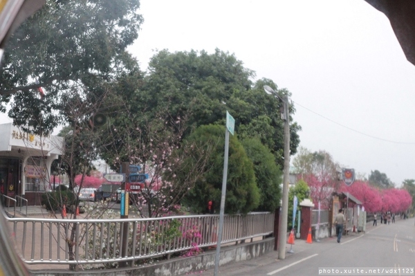 泰安派出所:賞櫻in泰安派出所✪櫻花盛開,好美唷❤~103.02.07