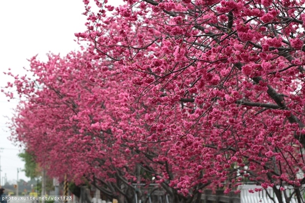 泰安派出所:賞櫻in泰安派出所✪櫻花盛開,好美唷❤~103.02.07