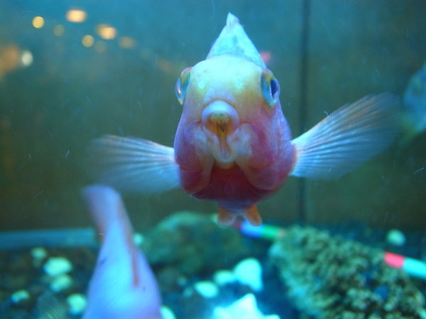 青禾幸福鍋物涮涮屋(永安店)：＜新北｜永安市場｜火鍋＞冬天吃鍋～青禾幸福鍋物涮涮屋