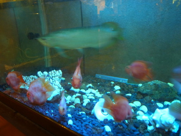 青禾幸福鍋物涮涮屋(永安店)：＜新北｜永安市場｜火鍋＞冬天吃鍋～青禾幸福鍋物涮涮屋