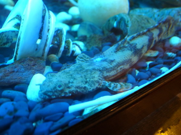 青禾幸福鍋物涮涮屋(永安店)：＜新北｜永安市場｜火鍋＞冬天吃鍋～青禾幸福鍋物涮涮屋