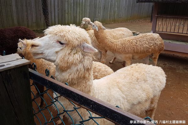 【新竹/關西】六福村主題遊樂園