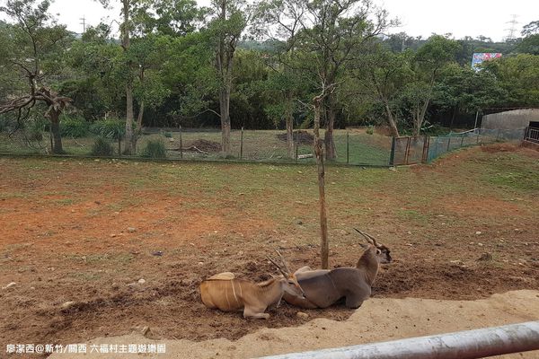【新竹/關西】六福村主題遊樂園