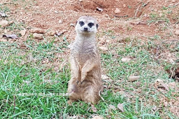 【新竹/關西】六福村主題遊樂園