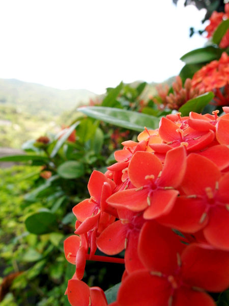 碧山巖:【內湖】碧山巖。吸取芬多精。眺望美景的好所在